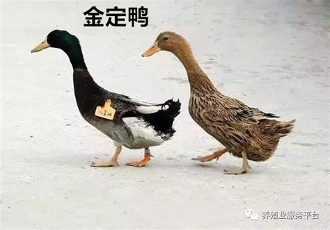 什么水暖鸭先知的诗句（苏轼的名句"春江水暖鸭先知"，为什么是鸭子先知道，而不是鹅呢） | 说明书网