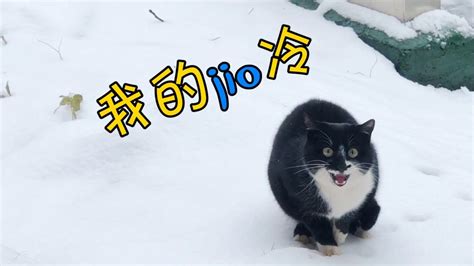 猫咪被赶出窝，一脚踩在雪地上：啊！冰jio呀_高清1080P在线观看平台_腾讯视频