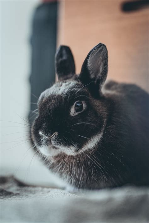 黑色毛绒绒兔子图片 黑色毛绒绒兔子图片大全