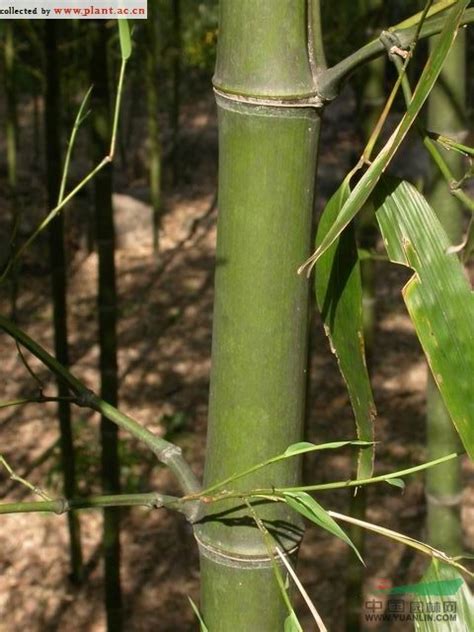 移栽竹子的种植方法，如何提高成活率 | 农人网