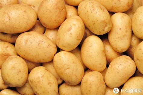 土豆营养价值剖析 - 豆丁网