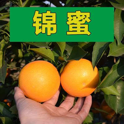 麻阳冰糖橙图片_水果洽购网