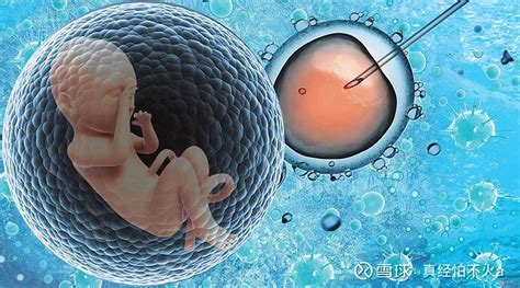 试管婴儿是指精子和卵子在体外进行受精后形成胚胎，再将胚胎直接移植进入母亲宫腔的过程。