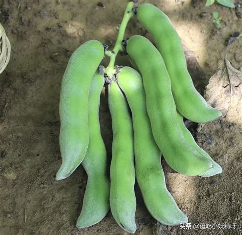 狗豆子图片