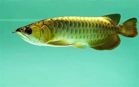 常见热带鱼品种大全,常见热带鱼品种_大山谷图库