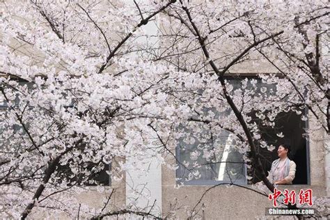 南京林业大学樱花大道，百米樱花绽放，绚丽夺目
