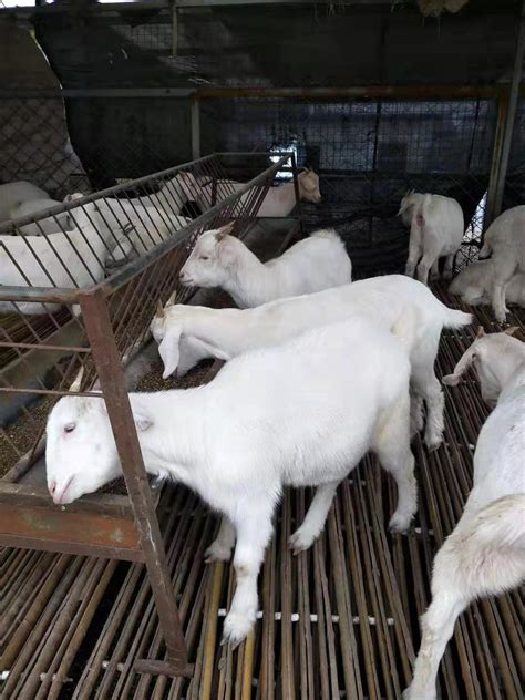 杜泊羊每只多少钱40斤杜泊羊多少钱一只养殖专供_羊羔价格_嘉祥县思源肉牛养殖场