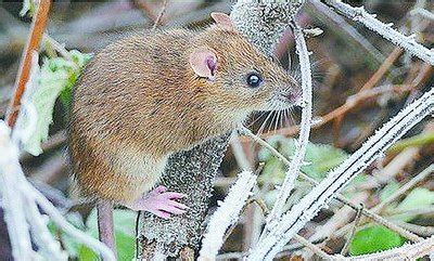 大型鼠类有哪些,巨型鼠类,比较大的鼠类_大山谷图库