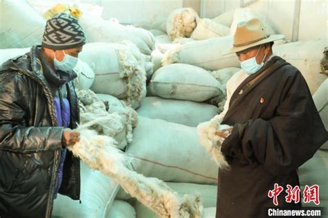 西藏阿里：牧区合作社迎“丰收” 民众喜领分红_海口网
