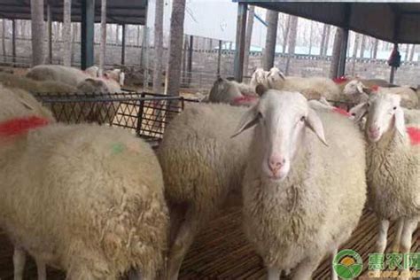 育肥羊价格今日羊价四平2020年山羊羔价格直供发货_肉羊养殖_嘉祥县思源肉牛养殖场