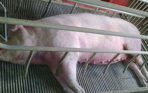 如何刺激母猪发情促进排卵？_母猪_中国保健养猪网