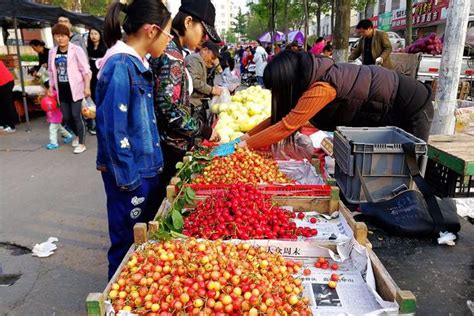 小樱桃大量上市 价格差异悬殊 40块钱一斤的抢手 价格低的卖的慢