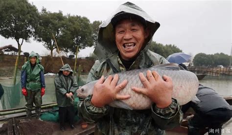 开捕啦！湖州渔民捕获3万斤青鱼，最大一条50多斤！