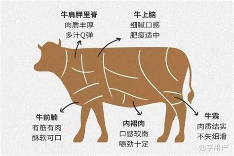牛里脊是哪个部位 牛腱子肉为什么比牛肉便宜 - 汽车时代网