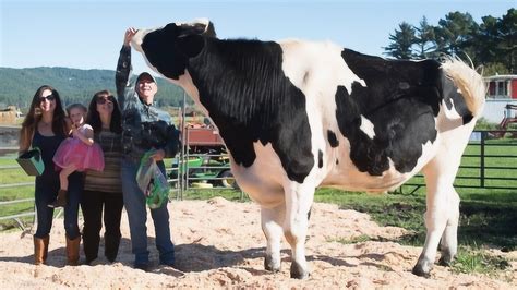 世界上最大的牛，每天要拉68公斤大便，根本不敢多看一眼