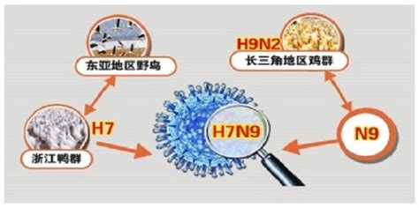 H7N9 禽流感的潜伏期_360新知