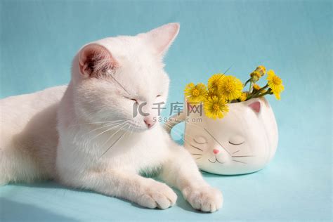 一只打瞌睡的白猫，蓝色背景上的白色猫形杯子里放着母亲和继母的花。高清摄影大图-千库网