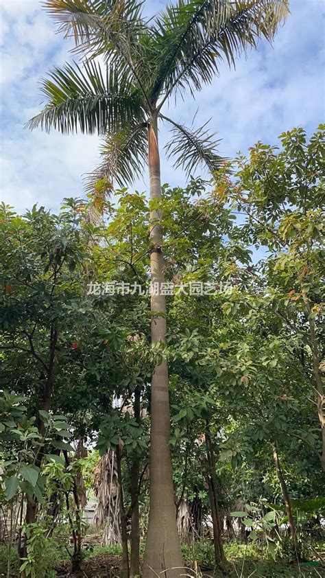 福建高7米大王椰子价格 批发精品大王椰子 大王棕大王椰树报价-阿里巴巴