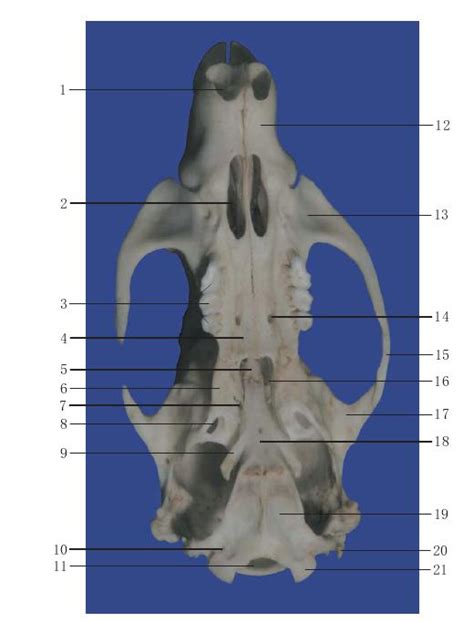 图1-7 颅骨腹面观-WISTAR大鼠解剖-图片