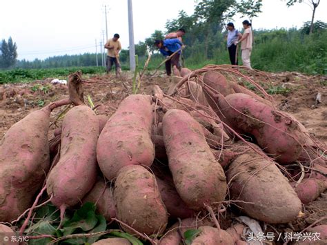 水培红薯为什么会泡烂 怎么样防止红薯泡烂 - 农村致富网