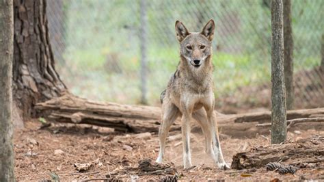 狼网 | 从边缘回来：北卡罗来纳州在红狼恢复中的关键作用