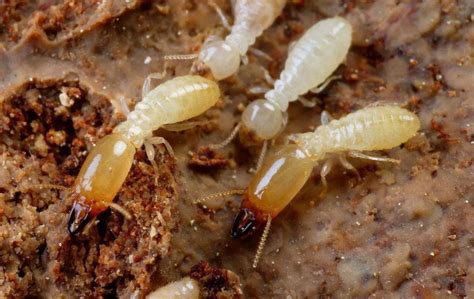消灭白蚁的5种有效方法-「绿色家缘」