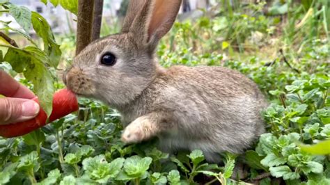 都说兔子不吃窝边草，兔子：只要是草我就吃！