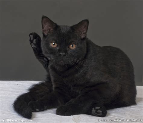 黑猫都是什么品种的？怎么才能得到一只纯黑色的猫？ - 知乎