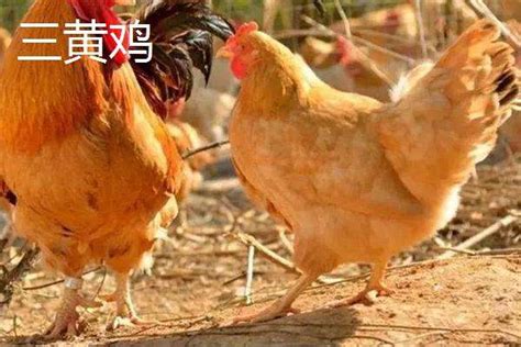 三黄鸡是什么鸡(三黄鸡是什么鸡？三黄鸡和草鸡的区别？) | 说明书网