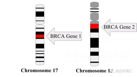 细胞信号通路详解：BRCA1信号通路_生物研究_实用技巧_科研星球