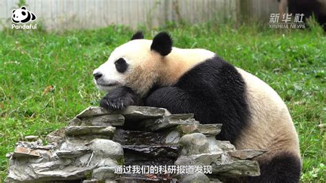 熊猫百问你来问｜大熊猫怀孕时间有多长？_凤凰网视频_凤凰网