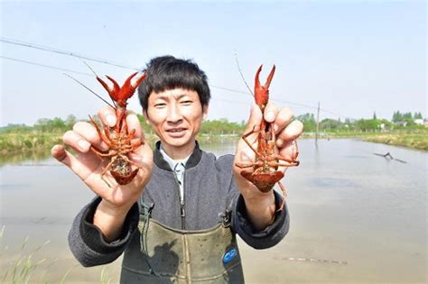安徽巢湖：小龙虾上市，让市民水产品“菜篮子”拎得更稳_虾类专题（龙虾专题）_水产养殖网