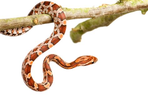 蜥蜴与蛇的关系：同属爬行动物类(祖先可能是同一个)_奇趣解密网