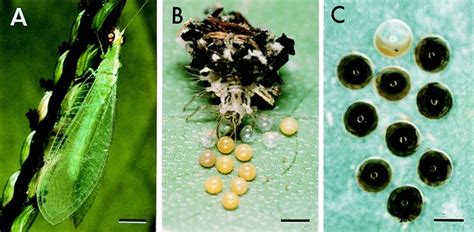 飞蛾的虫卵图片