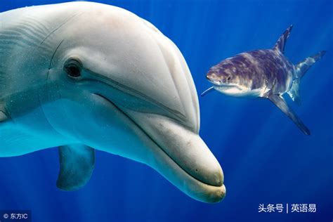 海豚的英语单词怎么写（"海豚" 用英语怎么说？） | 说明书网