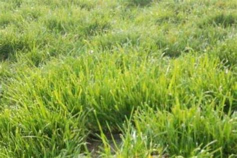 草地早熟禾可种植区域-藤本月季网