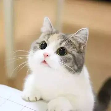 可爱的小猫咪作文范文（写猫的观察日记）-我爱育娃