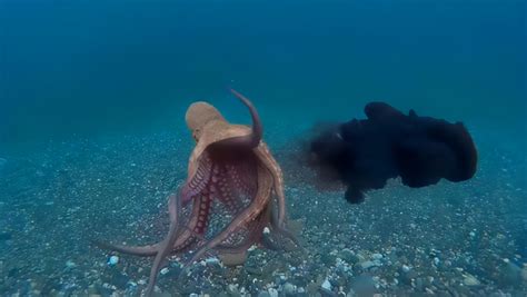 章鱼吸盘长出“金牙”_腾讯视频