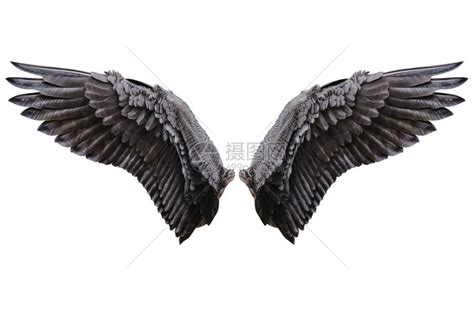 天使翅膀自然黑翼羽高清图片下载-正版图片503419346-摄图网
