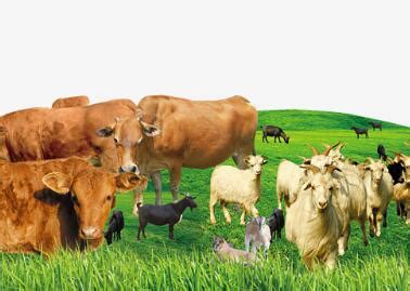 我国牛羊养殖发展情况及牛肉未来消费趋势