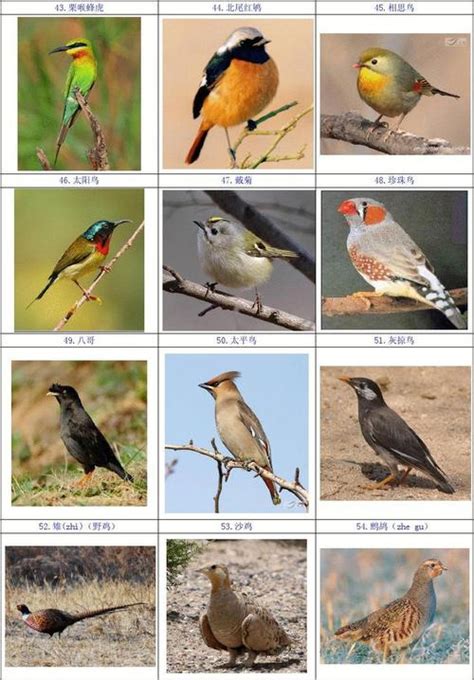 鸟类大全图片及名称_配图网