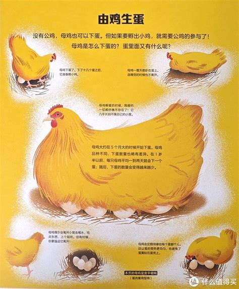 小鸡怎么养 —【发财农业网】