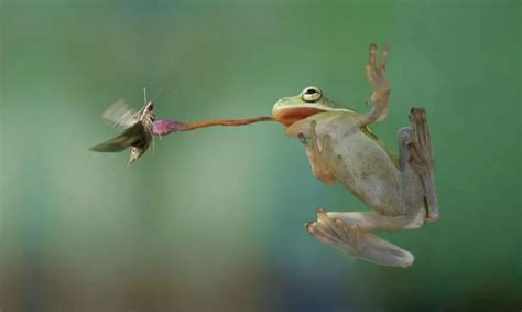 喂青蛙吃什么,如何喂青蛙吃东西,小青蛙在家怎么喂_大山谷图库