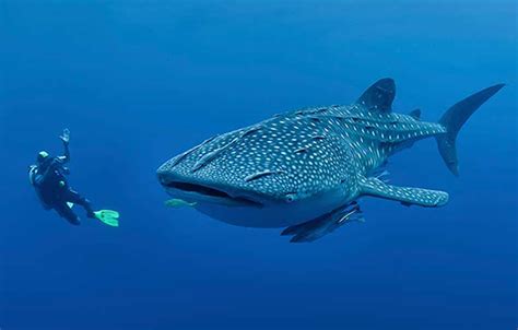 六大深海巨兽，体型比蓝鲸大3倍以鲸鲨为食！谁才是海洋霸主？_腾讯视频