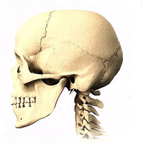 头部骨人体头骨素材图片免费下载-千库网