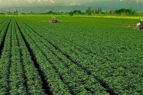 美国农业实现了什么化和什么化，美国农业发展的特点-农百科