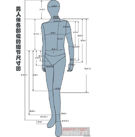 男体各部位细节尺寸_word文档在线阅读与下载_免费文档