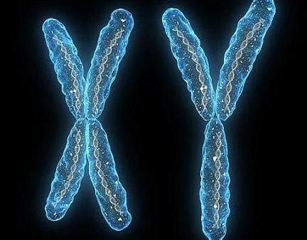 染色体平衡易位怎么办如何脱染？三代试管PGD避免遗传 - 知乎