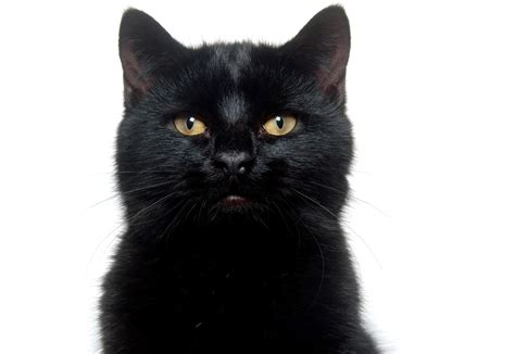 纯黑猫咪是什么品种 千万不要养猫尤其是黑猫_宠物百科 - 养宠客