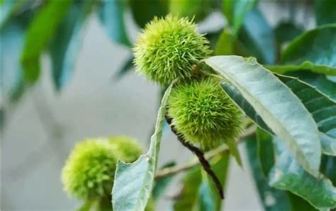 天元区栗雨小学举行学生硬笔书法比赛_小学·初中_株洲站_红网